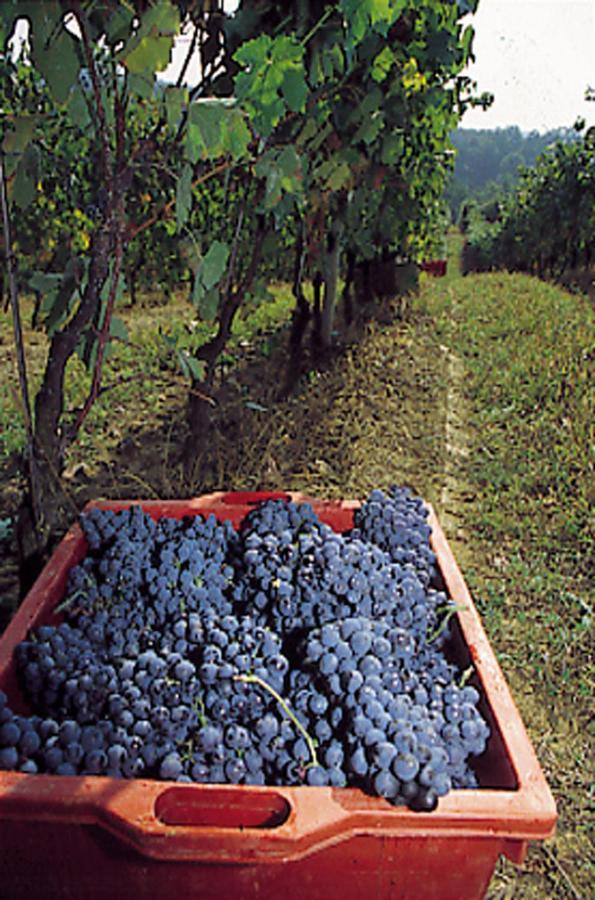 Marchesi Incisa Winery Lodge Rocchetta Tanaro Kültér fotó