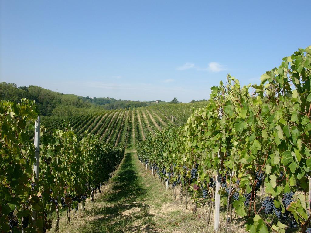 Marchesi Incisa Winery Lodge Rocchetta Tanaro Kültér fotó